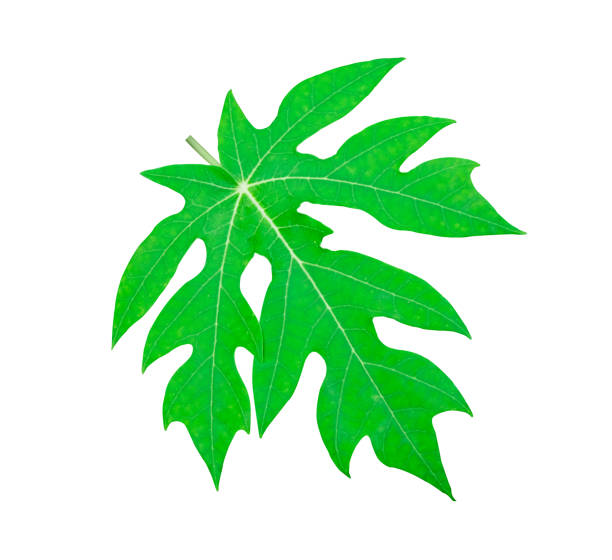 istock fresh papaya leaf green color isolated on white background with clipping path 1186710584