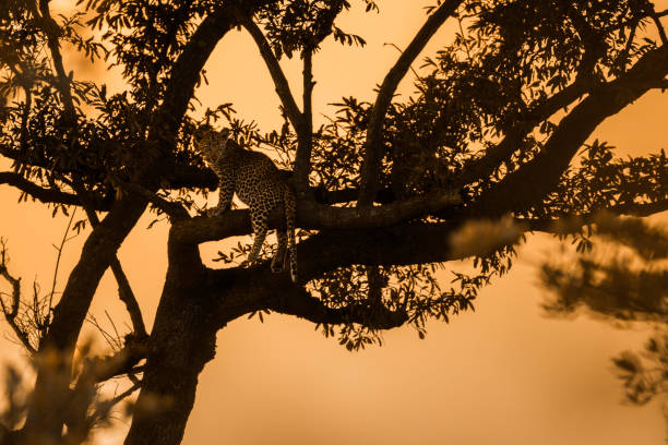 istock Leopard in Kruger National park, South Africa 1186710595