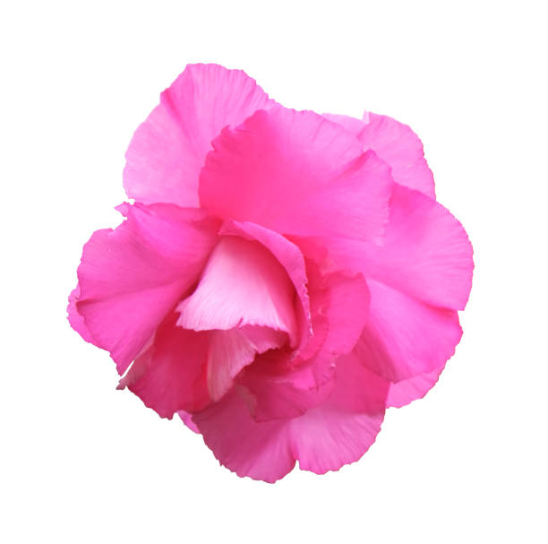 istock pink layer petals flower blooming. Isolated onwhite background with clipping path 1186710606