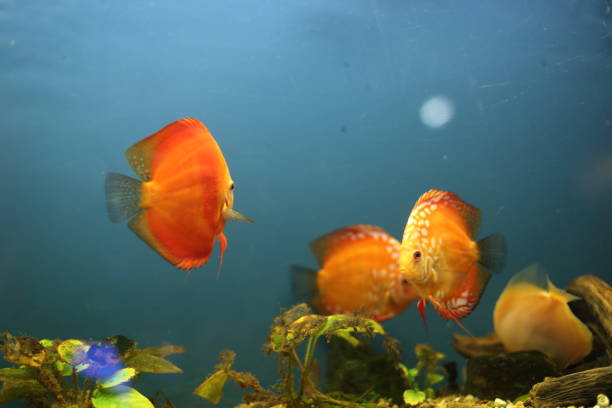 istock Fish in aquarium 1186711870