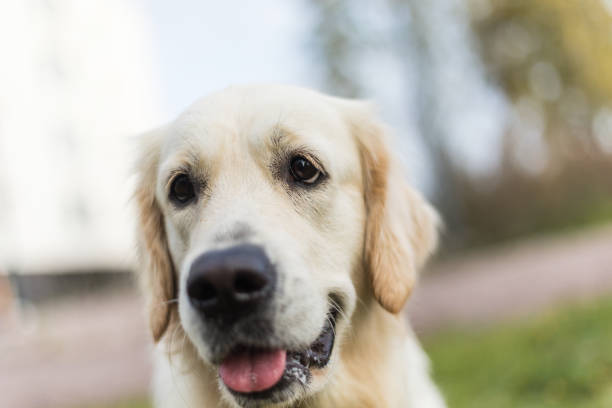 istock Golden retriever young dog is running on the grass 1186712270