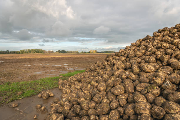 Field with Sugar Beets - a shot from the countryside of Denmark.Similar images in my lightbox Photos from Denmark