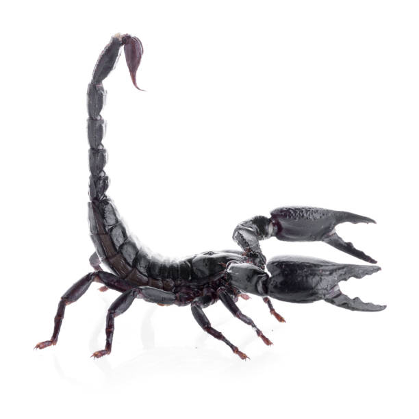 istock Black scorpions isolated on a white background 1186713816