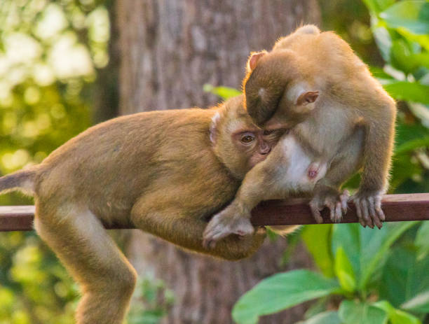 istock The Macaque Monkeys of Monkey Hill, Phuket. 1186714356