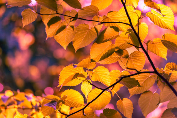 istock Autumn colors in deciduous forest 1186715081