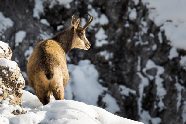 Chamois enjoy morning sun in winter, Alps (Rupicapra rupicapra) Chamois - Animal, Gams, Gämse, Animal Wildlife, Animals In The Wild alpine chamois rupicapra rupicapra rupicapra stock pictures, royalty-free photos & images