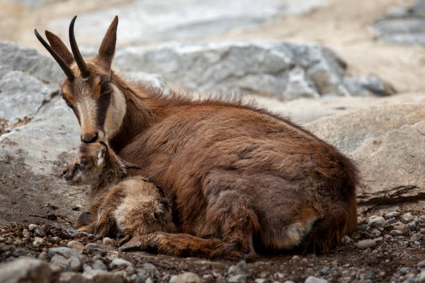 Newborn Chamois (Rupicapra rupicapra) Chamois - Animal, Gams, Gämse, Animal Wildlife, Animals In The Wild alpine chamois rupicapra rupicapra rupicapra stock pictures, royalty-free photos & images