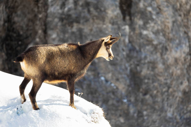 istock Chamois in winter, Alps (Rupicapra rupicapra) 1186718034