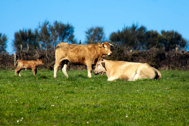Two cows and a calf grazing on green meadow. Clear blue sky background. Lugo province, Galicia, Spain.
