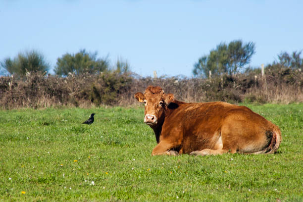 Cow resting on green meadow