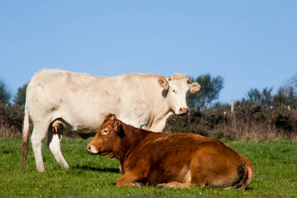 istock Cows grazing and resting on green meadow 1186718293
