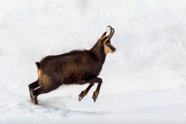 Chamois is jumping in the snow (Rupicapra rupicapra) Chamois - Animal, Gams, Gämse, Animal Wildlife, Animals In The Wild alpine chamois rupicapra rupicapra rupicapra stock pictures, royalty-free photos & images