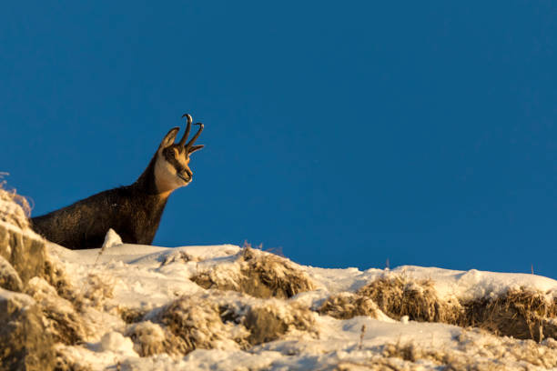 Chamois enjoy morning sun in winter, Alps (Rupicapra rupicapra) Chamois - Animal, Gams, Gämse, Animal Wildlife, Animals In The Wild alpine chamois rupicapra rupicapra rupicapra stock pictures, royalty-free photos & images