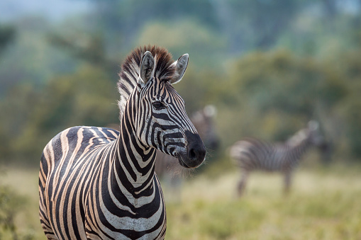 Plains zebra portrait in natural background in Kruger National park, South Africa ; Specie Equus quagga burchellii family of Equidae