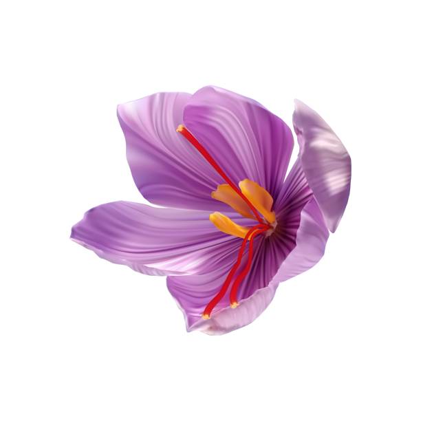 Saffron flower Bud open close-up. Seasoning expensive saffron Saffron flower Bud open close-up. Seasoning expensive saffron on a white background. pistil stock illustrations