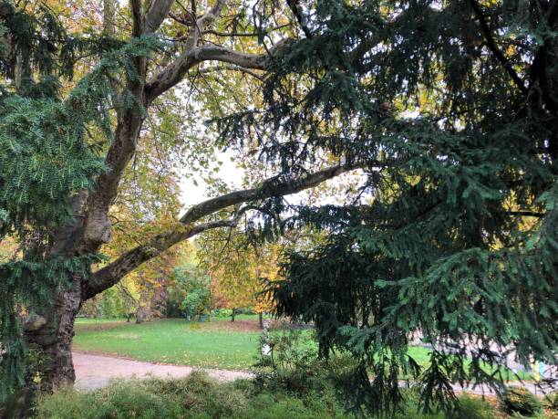 istock Rainy Days in the Park 1186720453