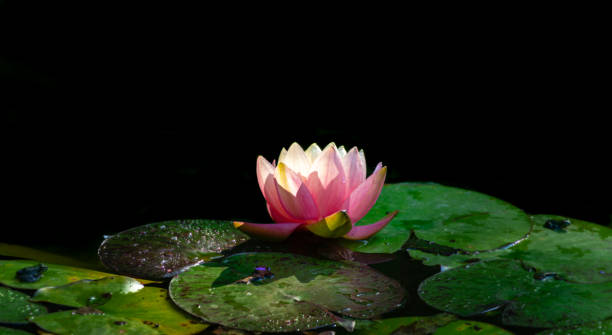 mise au point douce du lis rose lumineux magique d'eau ou du coucher du soleil orange de perry de fleur de lotus dans l'étang sur le fond noir. nymphaea comme motif lyrique pour le design. paysage de fleur, papier peint frais, concept de nature - pond water lily water drop photos et images de collection