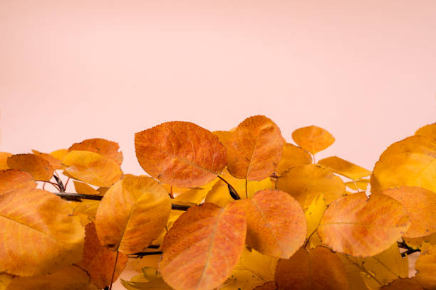 istock autumn leaves heap on pink background with copy space. 1186721460