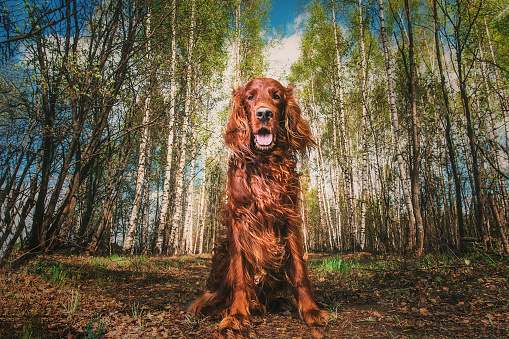 Beautiful golden red brown Irish setter dog sitting on ground and looking at camera with blue sky and autumnal trees on background