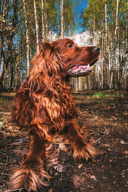 istock Gorgeous big brown dog with opened chaps among autumn trees 1186721501