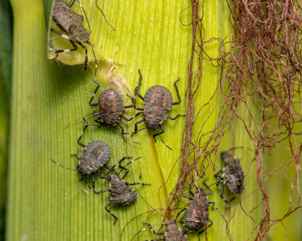 Closeup of multiple Brown Marmorated Stink Bugs at fourth Instar nymphal stage on cornstalk and ear of corn in cornfield macro, colorful instar stock pictures, royalty-free photos & images