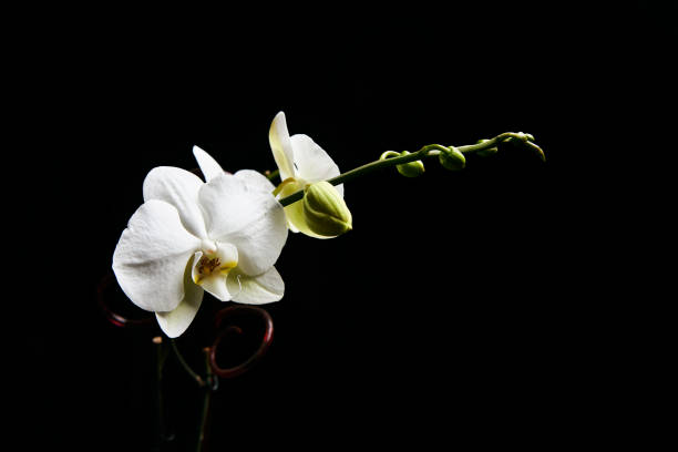 istock Orchid flower blossom isolated on the black background. 1186725408