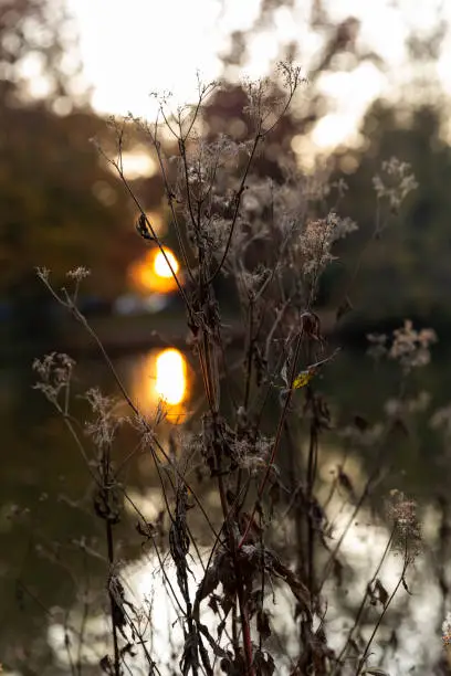 Dry plants in autumn, at the edge of a pond, in backlight at sunset