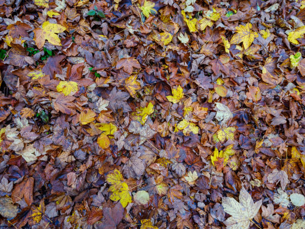 Foliage in autumn - Walk in the mountains