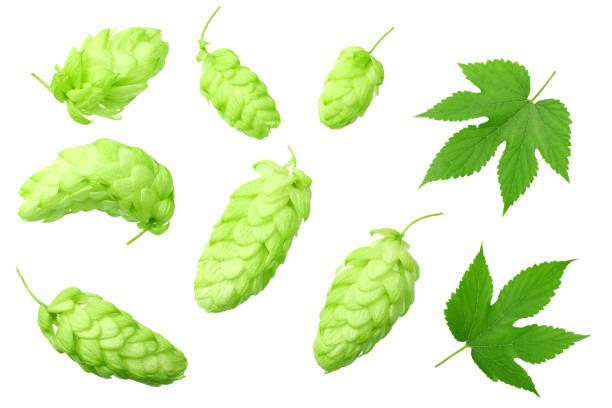 istock Green hops with green leaves isolated on a white background. top view 1186726426