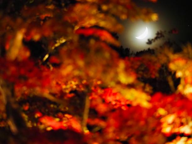 istock Nikko Autumn Photography 1186726544