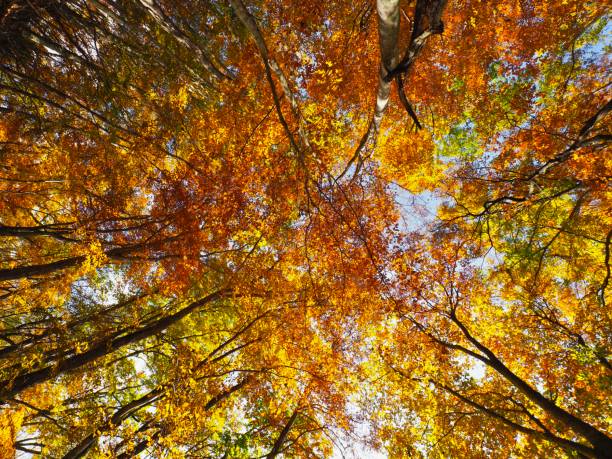 istock Japanese Autumn Scenery 1186726680
