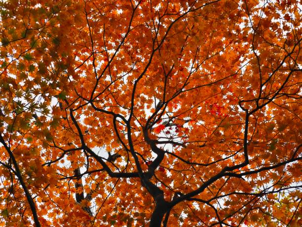 istock Japanese Autumn Scenery 1186726694