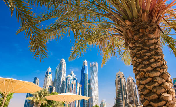 istock Panoramic view of palm trees and skyscrapers, vacation concept. 1186727251