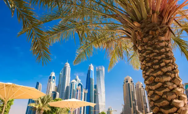 Photo of Panoramic view of palm trees and skyscrapers, vacation concept.