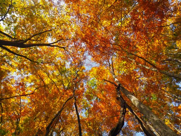 istock Japanese Autumn Scenery 1186727567