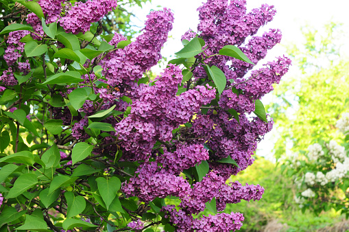 Beautiful flowering flowers of lilac tree.