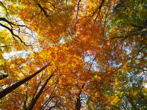 istock Japanese Autumn Scenery 1186727688