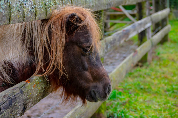 istock Pony portrait 1186727750
