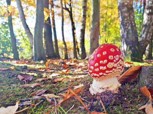 istock Cute little red mushroom in autumn forest 1186728862
