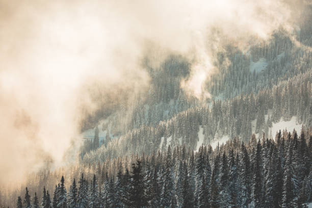 Clouds rolling over forest during sunrise.
