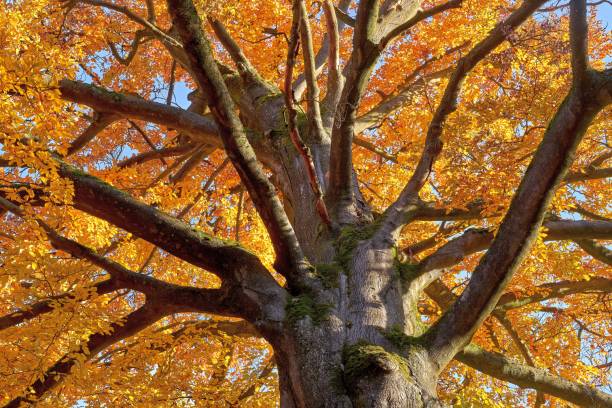 istock Imposing beech tree in autumnal colors 1186730168