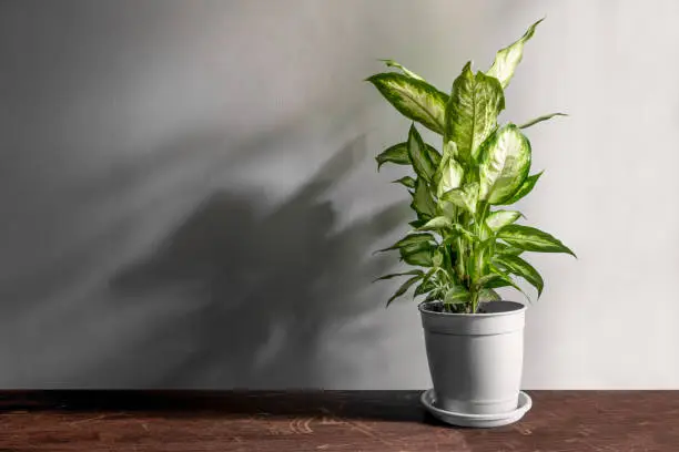 Photo of Beautiful Dieffenbachia green plant on day white background