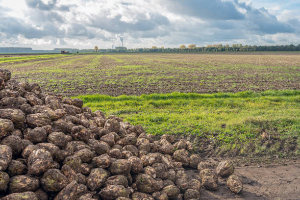 Beautiful sky with cumulus and cirrus clouds over dutch agricultural landscape.
