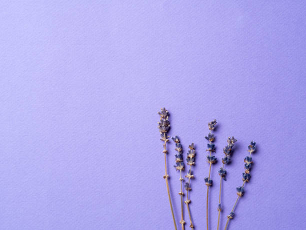 istock violet lavender flowers on bright purple background 1186731098