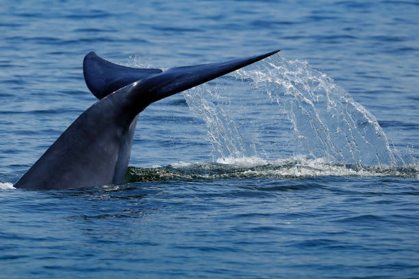 istock Bryde's whale or Eden's whale (Balaenoptera edeni) Whale flapping his tail in water splash. selective focus with copy space. Gulf of Thailand Sea. 1186731725