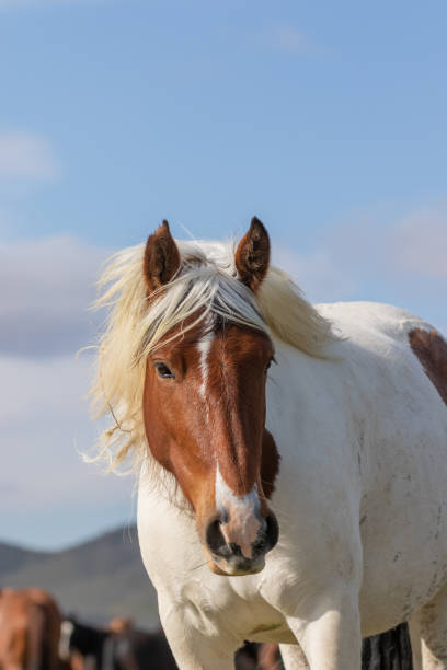 istock Majestic Wild Horse in Utah 1186731775
