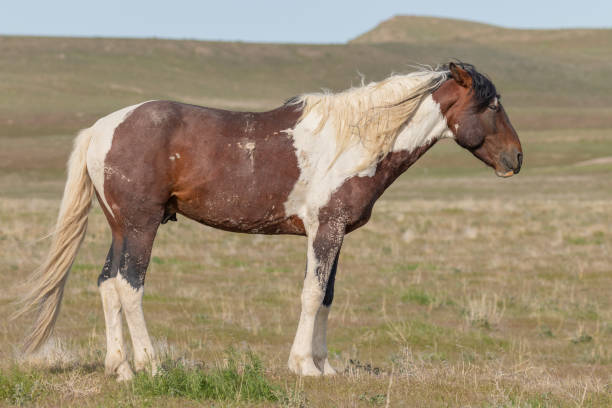 istock Majestic Wild Horse in Utah 1186732404