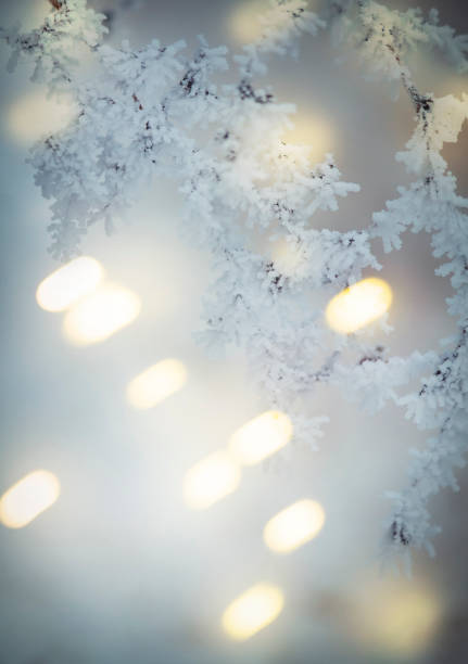 istock Branches under snow in hoarfrost, winter blurred natural background with bokeh, copy space 1186732483