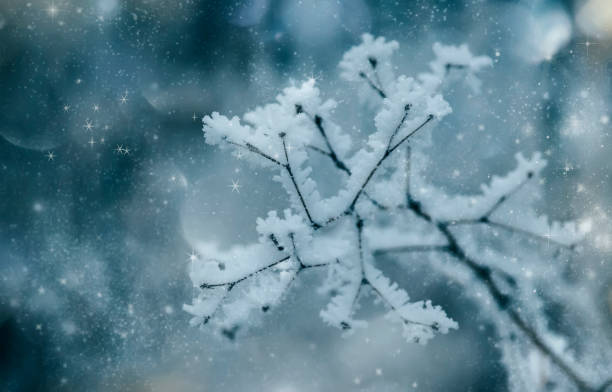 istock Branches under snow in hoarfrost, winter blurred natural background with bokeh, copy space 1186732590
