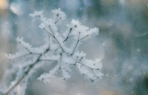 istock Branches under snow in hoarfrost, winter blurred natural background with bokeh, copy space 1186732599